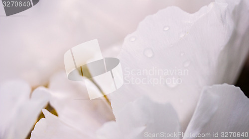 Image of White petal with dew
