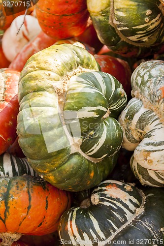 Image of Bischofsmütze Turk Turban cucurbita pumpkin pumpkins from autum