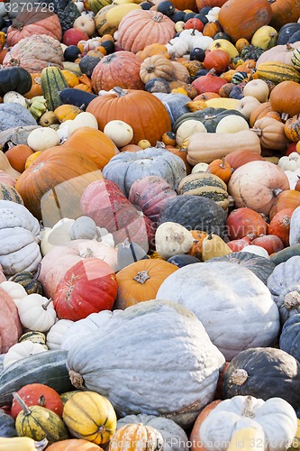 Image of Different maxima and pepo cucurbita pumpkin pumpkins from autumn