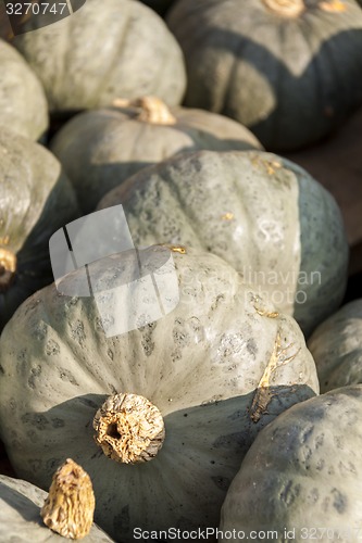 Image of Blue blauer Hokkaido cucurbita pumpkin pumpkins from autumn harv