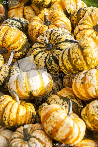 Image of Sweet Lightning Microwave cucurbita pumpkin pumpkins from autumn