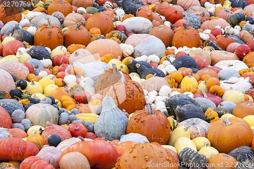 Image of Different maxima and pepo cucurbita pumpkin pumpkins from autumn