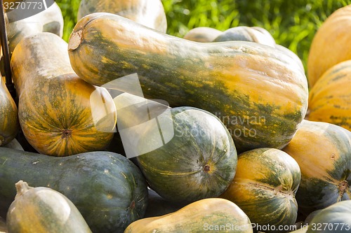 Image of Sonca cucurbita pumpkin pumpkins from autumn harvest