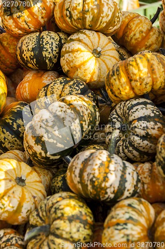 Image of Sweet Lightning Microwave cucurbita pumpkin pumpkins from autumn