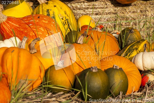 Image of Different maxima and pepo cucurbita pumpkin pumpkins from autumn