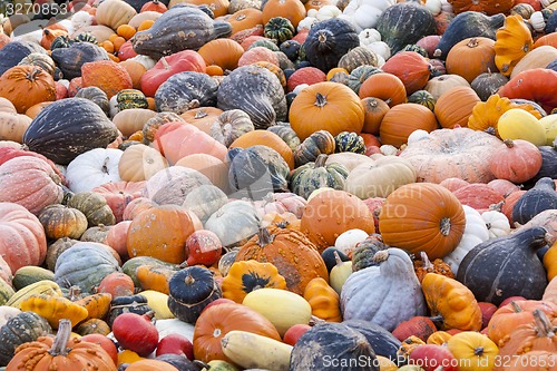 Image of Different maxima and pepo cucurbita pumpkin pumpkins from autumn