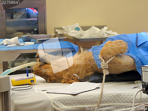Image of Lioness Surgery