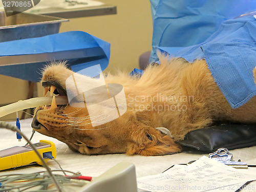 Image of Lioness Surgery