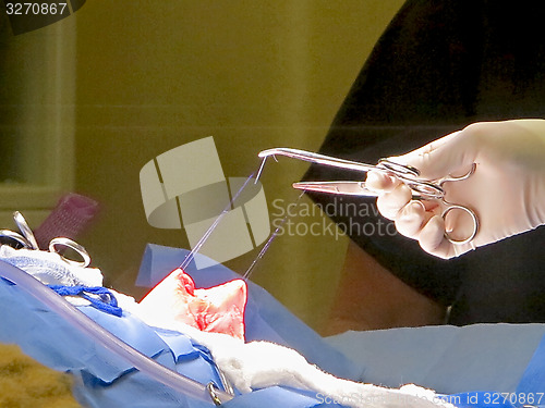 Image of Stomach Suturing