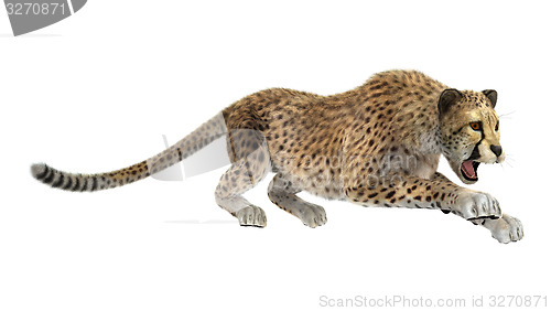 Image of Cheetah