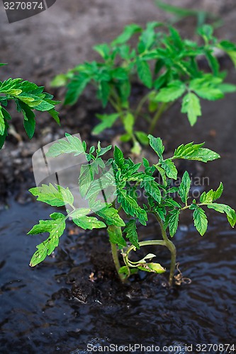 Image of bushes planted tomato prepayment running water