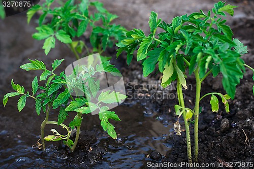 Image of bushes planted tomato prepayment running water