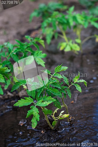 Image of bushes planted tomato prepayment running water