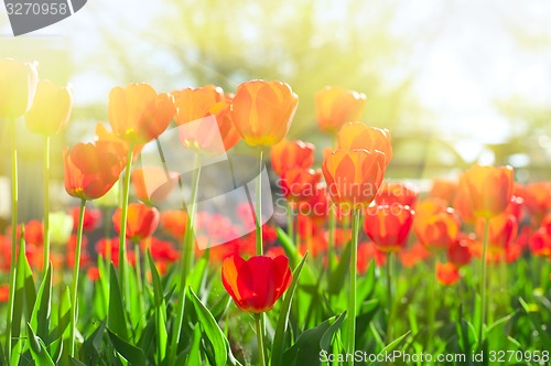 Image of tulips 