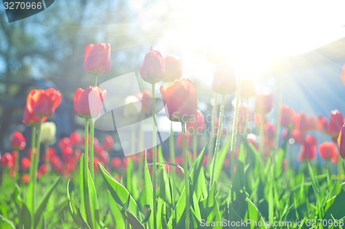 Image of tulips 