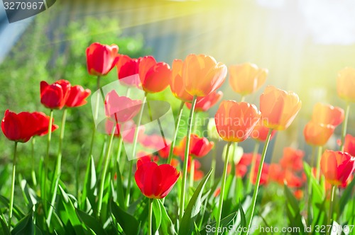 Image of tulips 