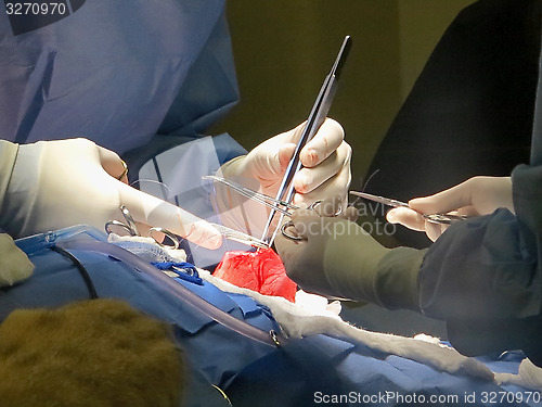 Image of Stomach Suturing