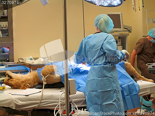 Image of Lioness Surgery