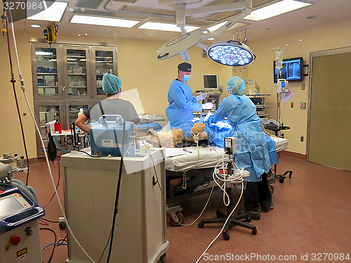 Image of Lioness Surgery