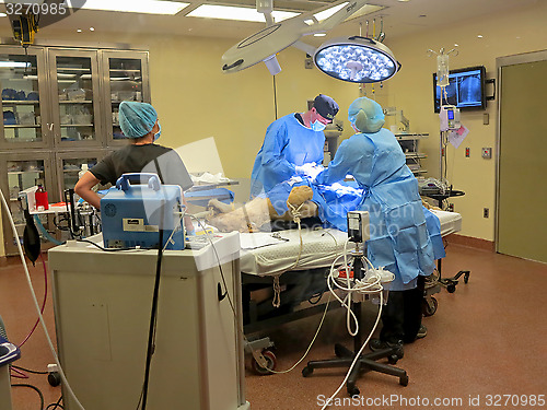 Image of Lioness Surgery