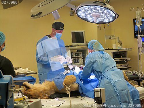 Image of Lioness Surgery