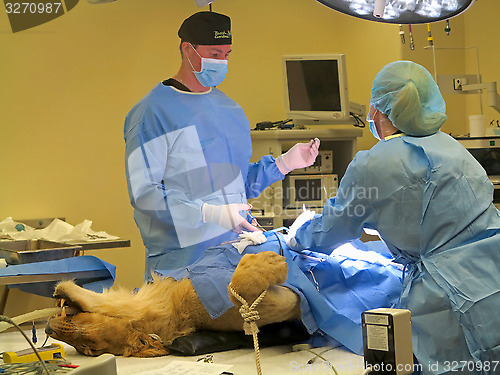 Image of Lioness Surgery