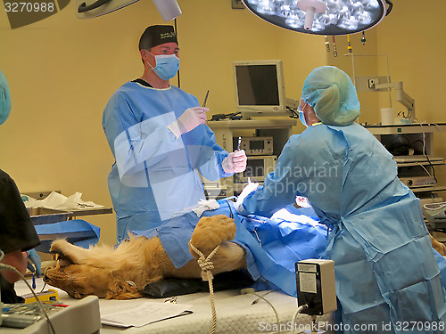 Image of Lioness Surgery