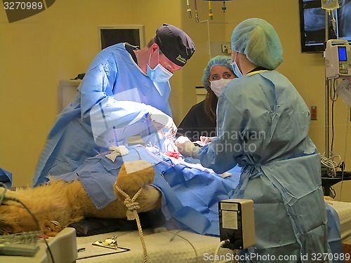 Image of Lioness Surgery