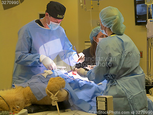 Image of Lioness Surgery