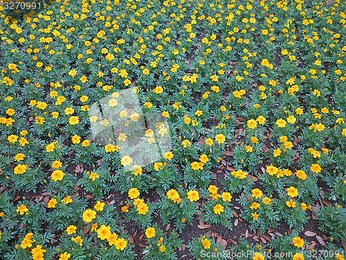 Image of Dwarf French marigolds