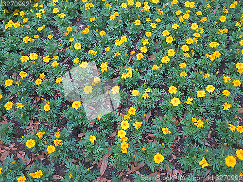 Image of Dwarf French marigolds