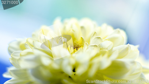 Image of Yellow chrysanthemum flower close