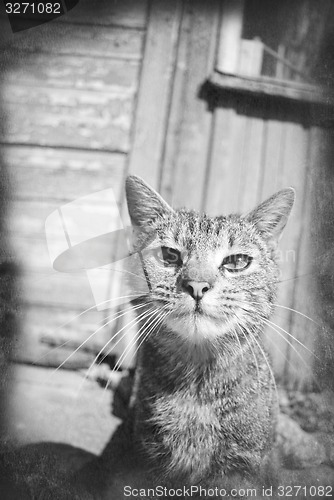 Image of Tabby cat portrait