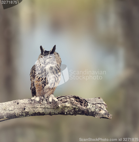 Image of Great Horned Owl