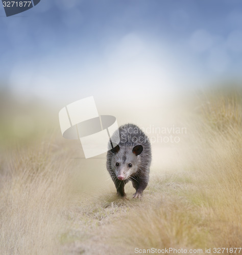 Image of Opossum Walking