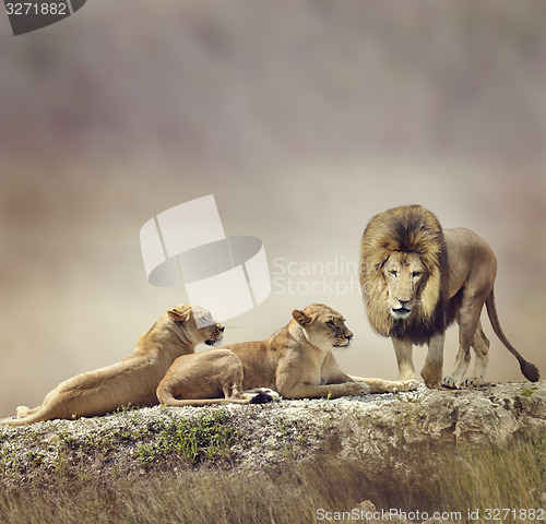 Image of Family of Lions