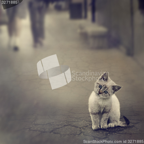 Image of Kitten On The Street