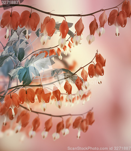 Image of Bleeding Heart Flowers