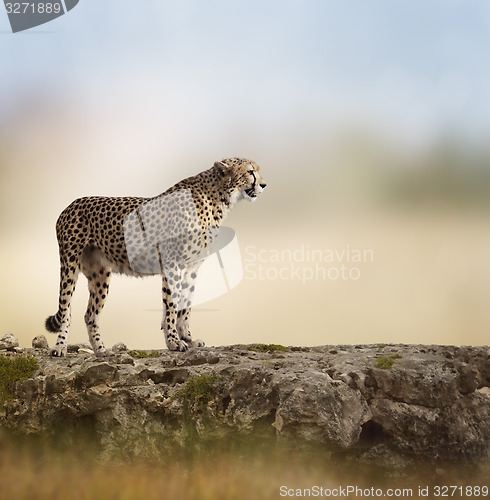 Image of Cheetah