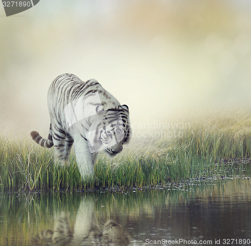 Image of White Tiger