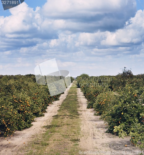 Image of Orange Trees