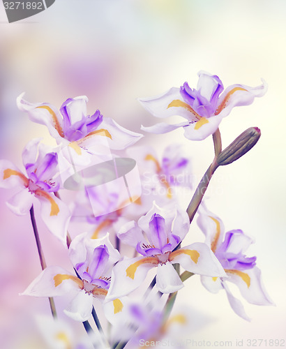 Image of Orchid Flowers