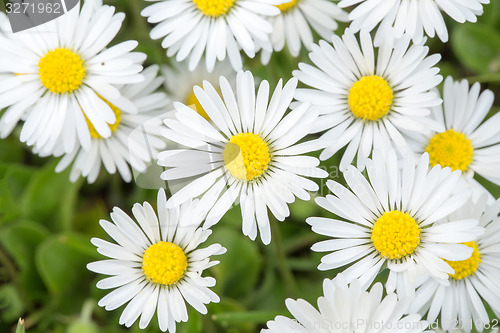 Image of small daisy flower