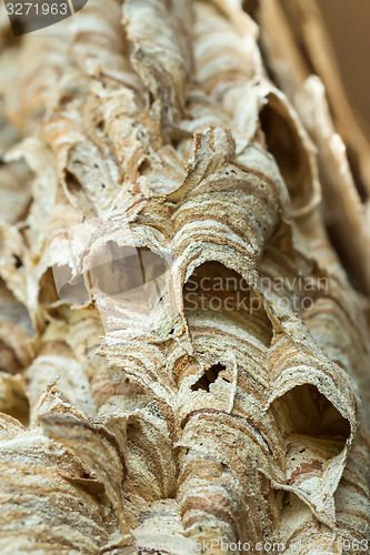 Image of Wasp nest background