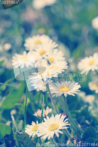 Image of small daisy flower retro color