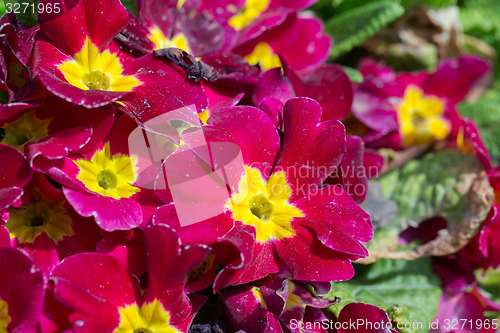 Image of closeup of beautiful red primrose