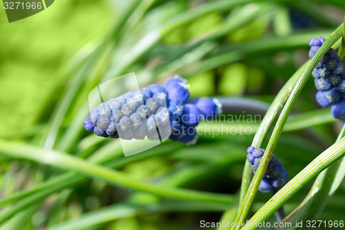 Image of Beautiful bouquet of muscari - hyacinth close up