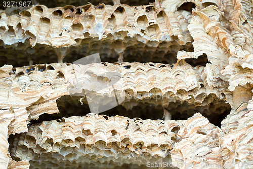 Image of Wasp nest background