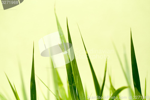 Image of photo of nice grass for background