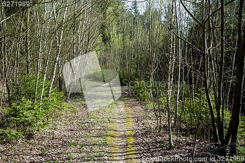 Image of Spring shot of pathway in small young forrest